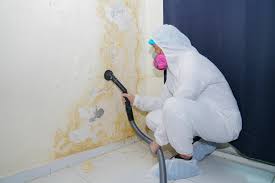 Trusted Savoy, IL Mold Removal & Remediation Experts